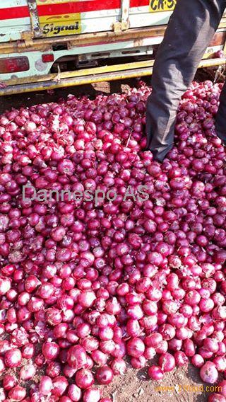 Round fresh red onions