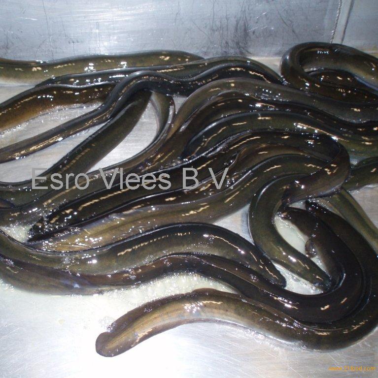Live Live Eels price supplier 21food