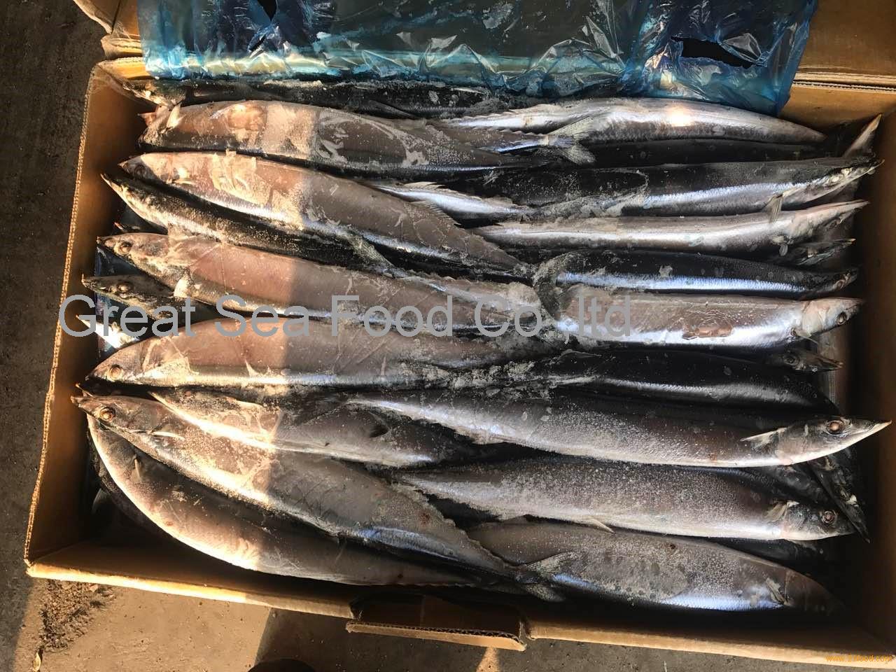 Seafrozen Pacific Saury WR0,1,2,3,4,5# for market/canned/smoking