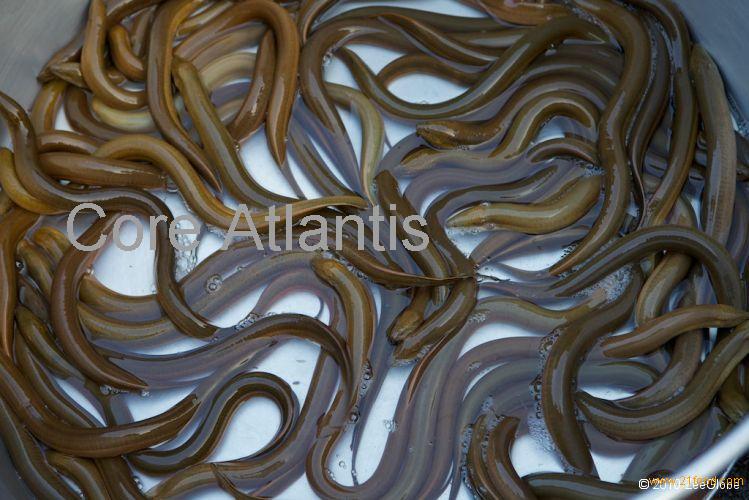 Live Baby Eels,Elvers,Anguille,Eels,Sea Cucumber,Belgium price