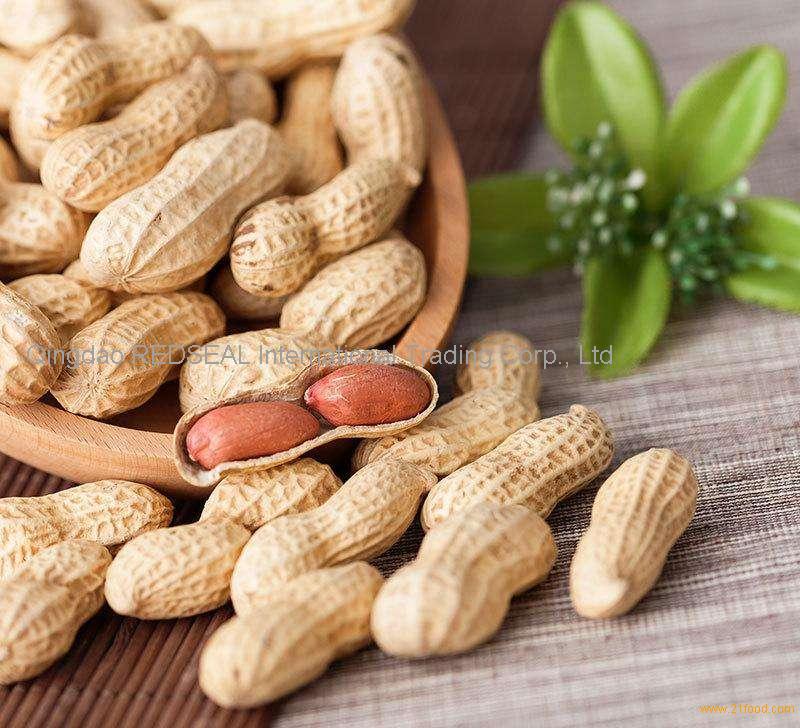 Raw Peanuts in Shell