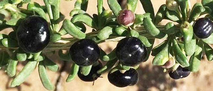 Wholesale Guaranteed Quality Black Medlar, Barbarum