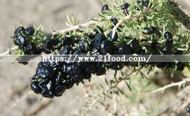 Quality Black Medlar, Barbarum