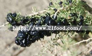 Quality Black Medlar, Barbarum