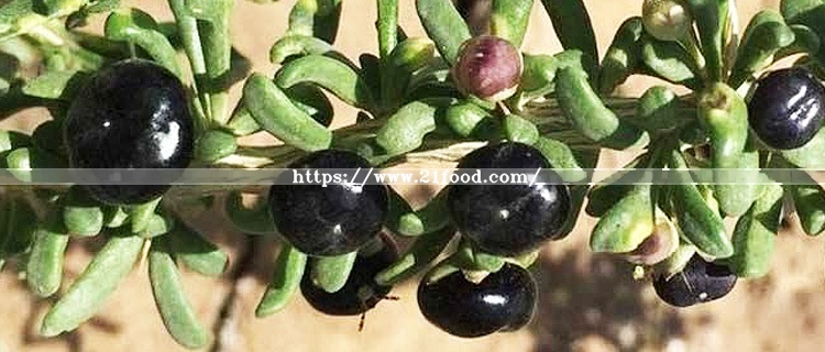 Wholesale Guaranteed Quality Black Medlar, Barbarum