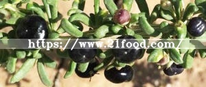 Wholesale Guaranteed Quality Black Medlar, Barbarum