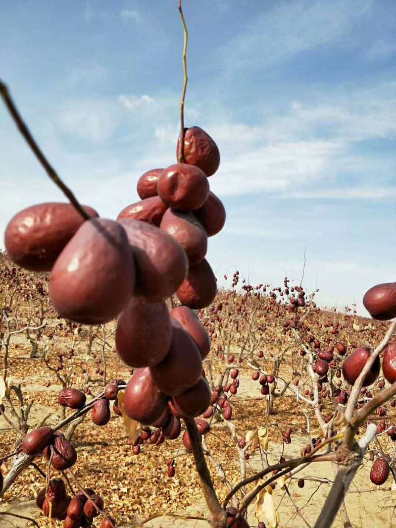 a/B/C Grade Chinese Red Date Planted in Xinjiang