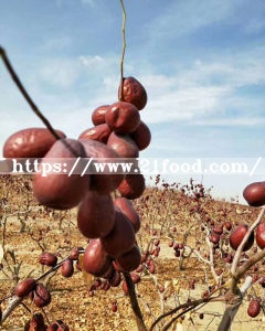 a/B/C Grade Chinese Red Date Planted in Xinjiang