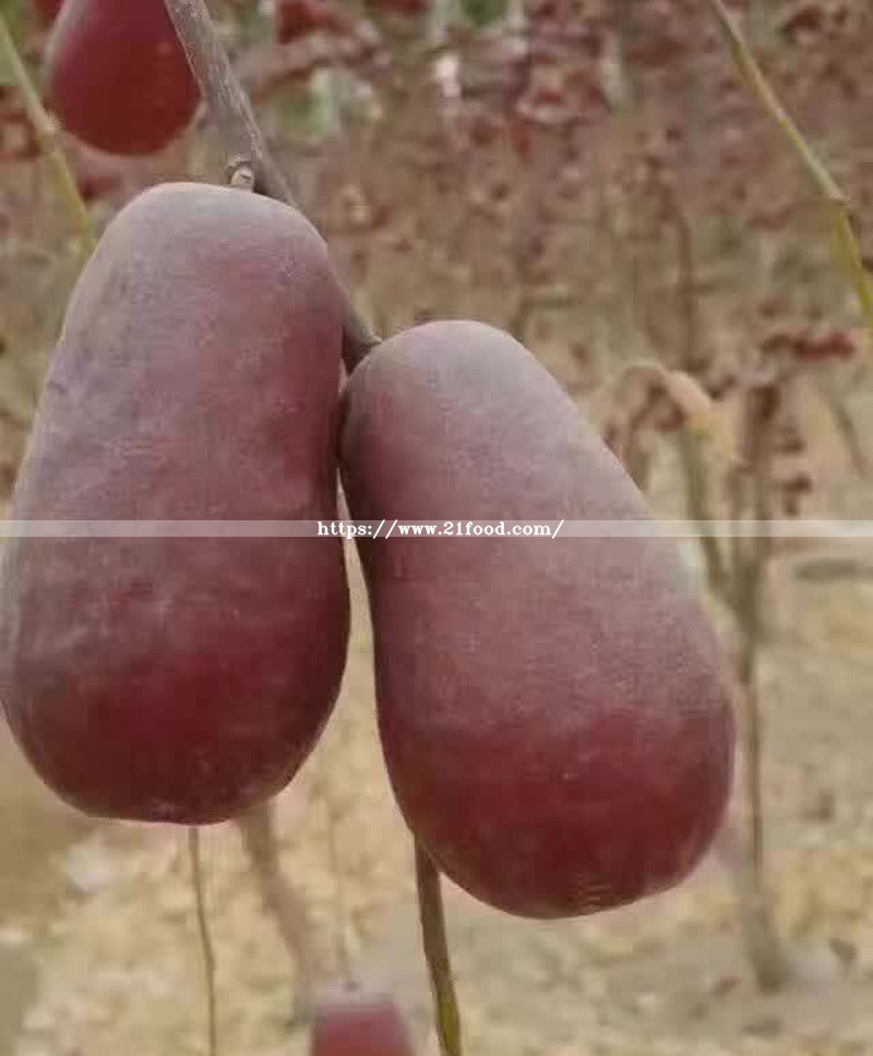 a/B/C Grade Chinese Red Date Planted in Xinjiang