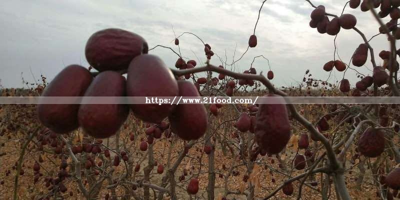 Xinjiang Highest Grade Red Jujubes From China