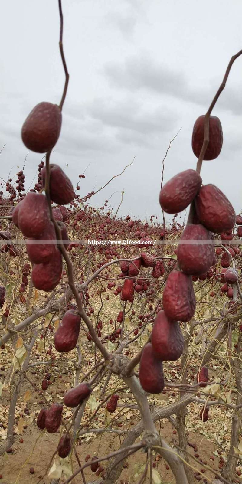 Xinjiang Highest Grade Red Jujubes From China