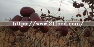 Xinjiang Highest Grade Red Jujubes From China