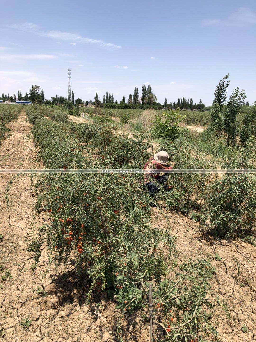 2018 New Goji Berries Red with Certificate