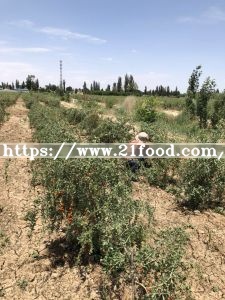 2018 New Goji Berries Red with Certificate