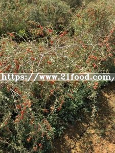 2018 New Goji Berries Red with Certificate