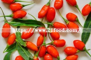Lycium Barbarum 2017 Fresh Crop