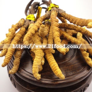 Cholesterol Reduction Cordyceps Sinensis Plant Extracts Fitness Health Food