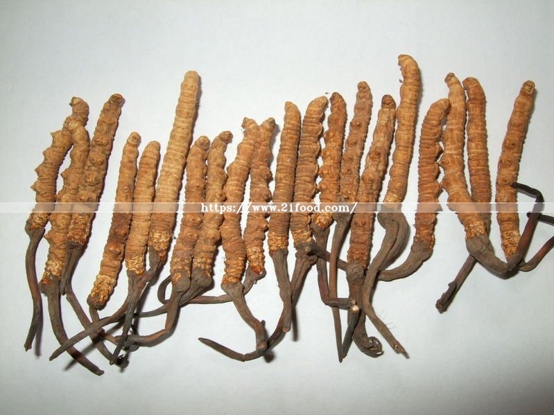Cholesterol Reduction Cordyceps Sinensis Plant Extracts Fitness Health Food