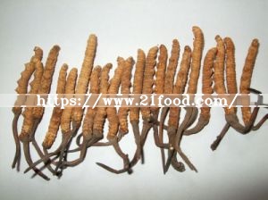 Cholesterol Reduction Cordyceps Sinensis Plant Extracts Fitness Health Food