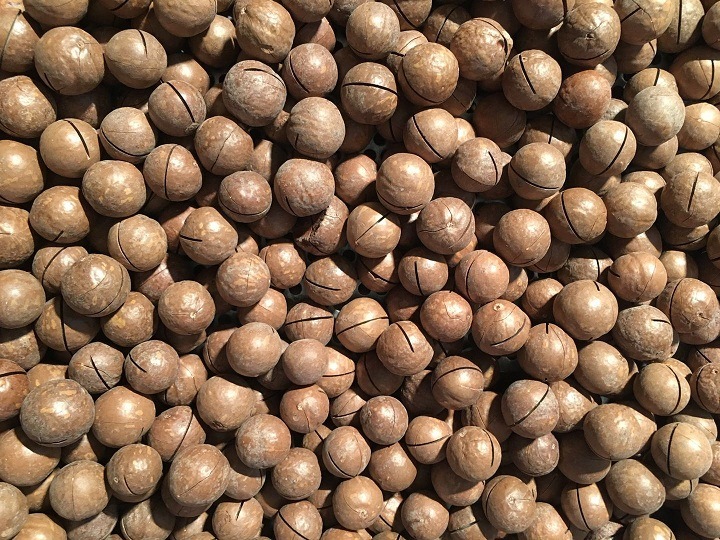 Best Quality Macadamia Nut New Crop