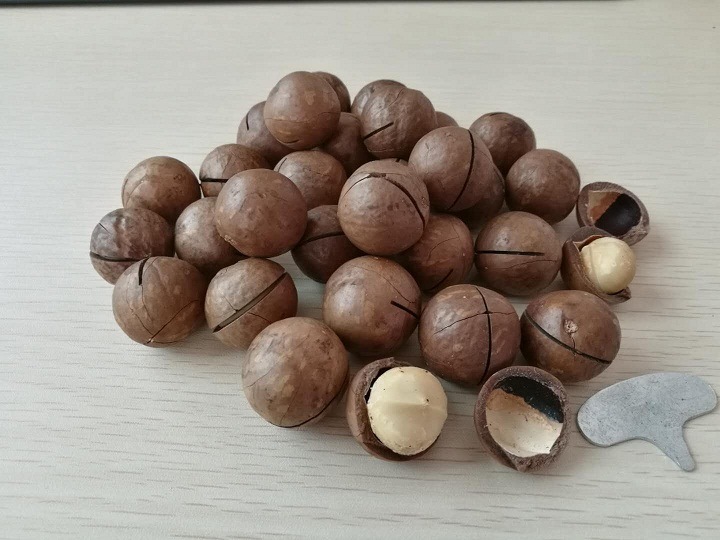 Best Quality Macadamia Nut New Crop
