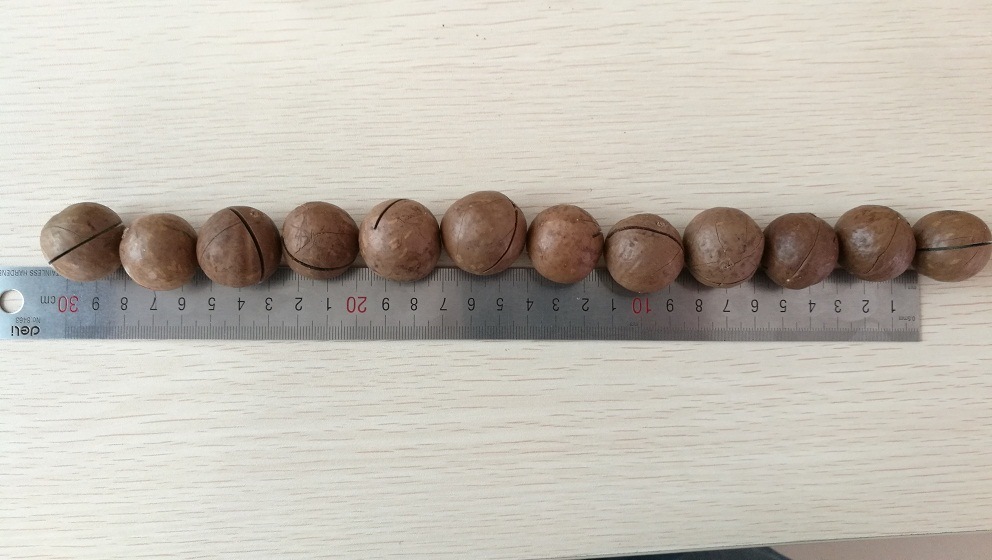 Best Quality Macadamia Nut New Crop