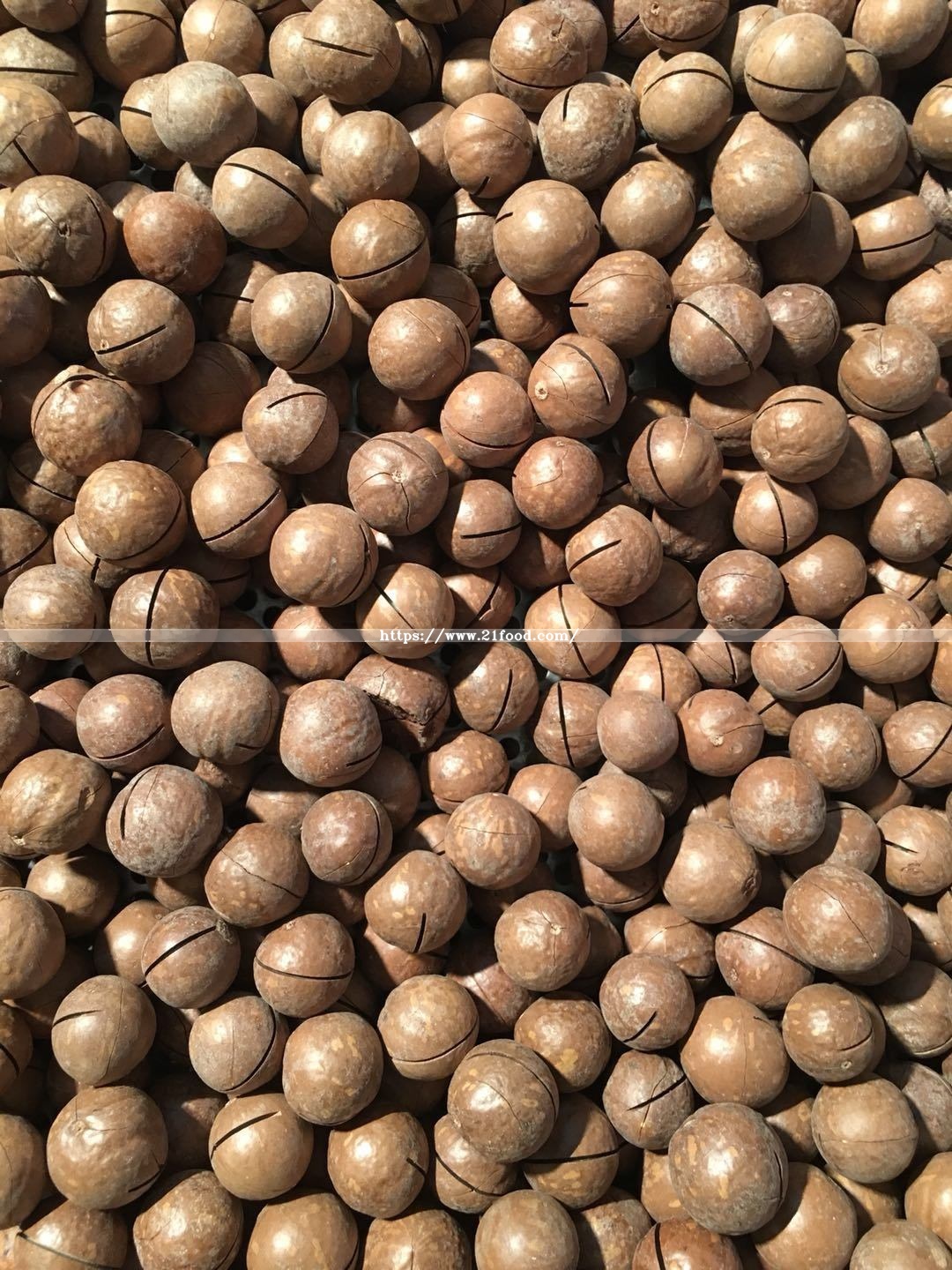 Best Quality Macadamia Nut New Crop