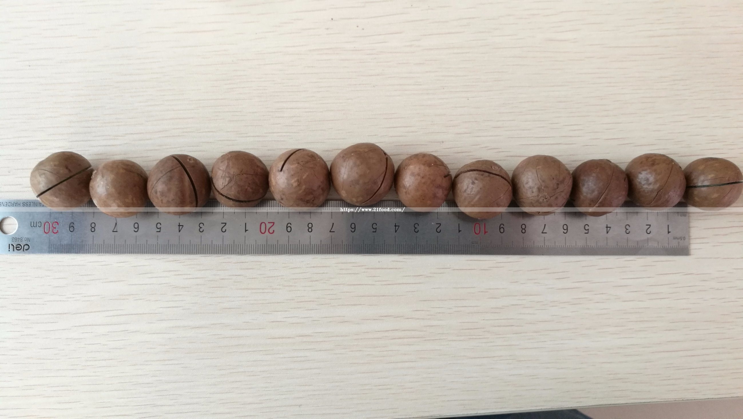 Best Quality Macadamia Nut New Crop