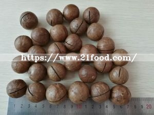 Best Quality Macadamia Nut New Crop