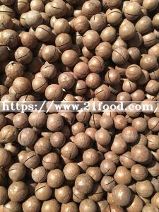 Best Quality Macadamia Nut New Crop