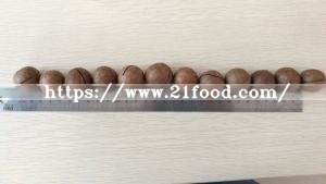 Best Quality Macadamia Nut New Crop