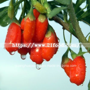 Best Quality Dried Organic Ningxia Goji Berry From China