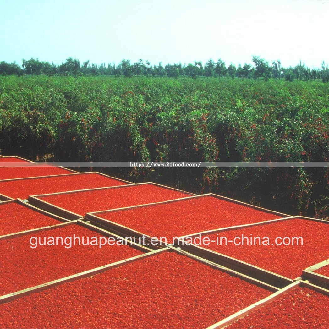 Best Quality Dried Organic Ningxia Goji Berry From China