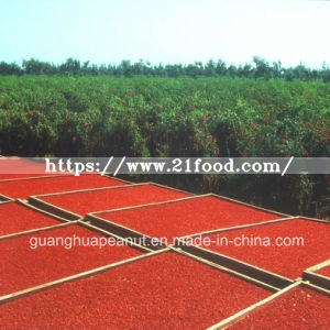 Best Quality Dried Organic Ningxia Goji Berry From China