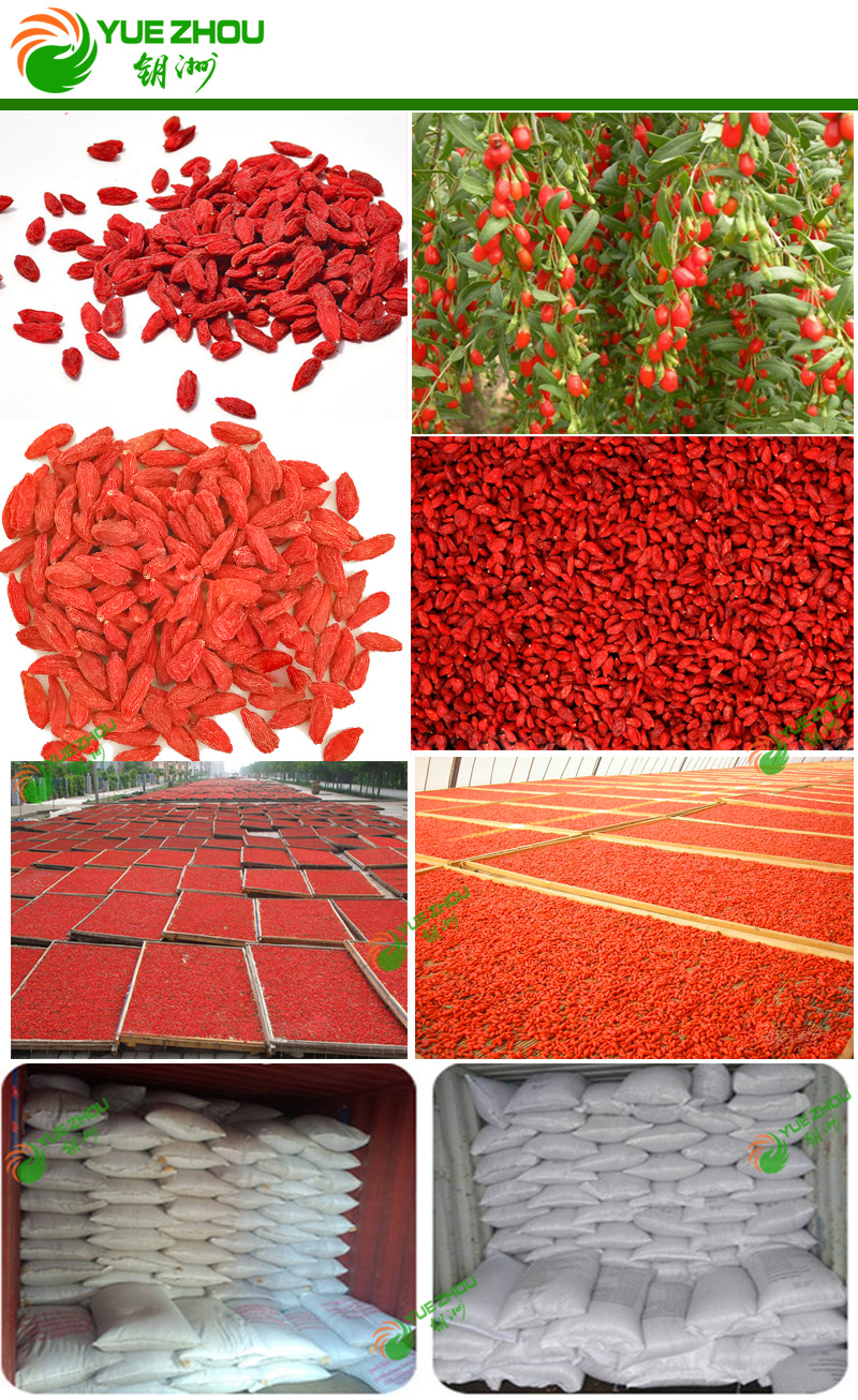 Ningxia Goji Berry with Cheap Price From China