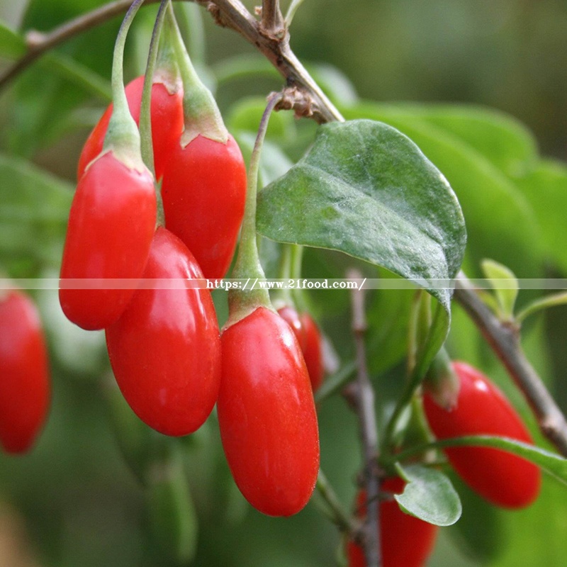 Dried Style Wolfberry Goji Berry