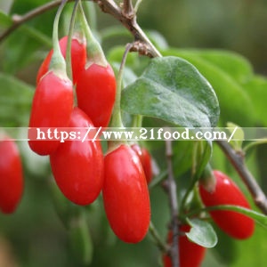 Dried Style Wolfberry Goji Berry