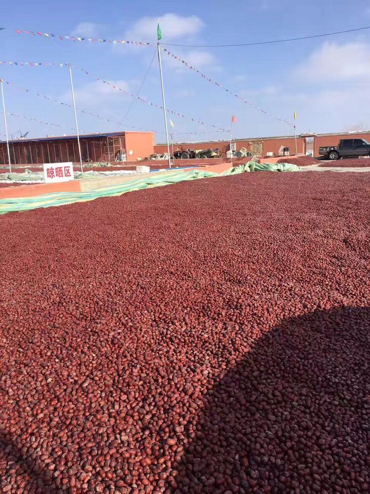 Best Price Super Sweet Date Jujube Xinjiang Hetian Red Date Sweet Jujube