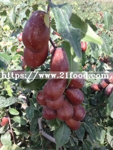 Best Price Super Sweet Date Jujube Xinjiang Hetian Red Date Sweet Jujube