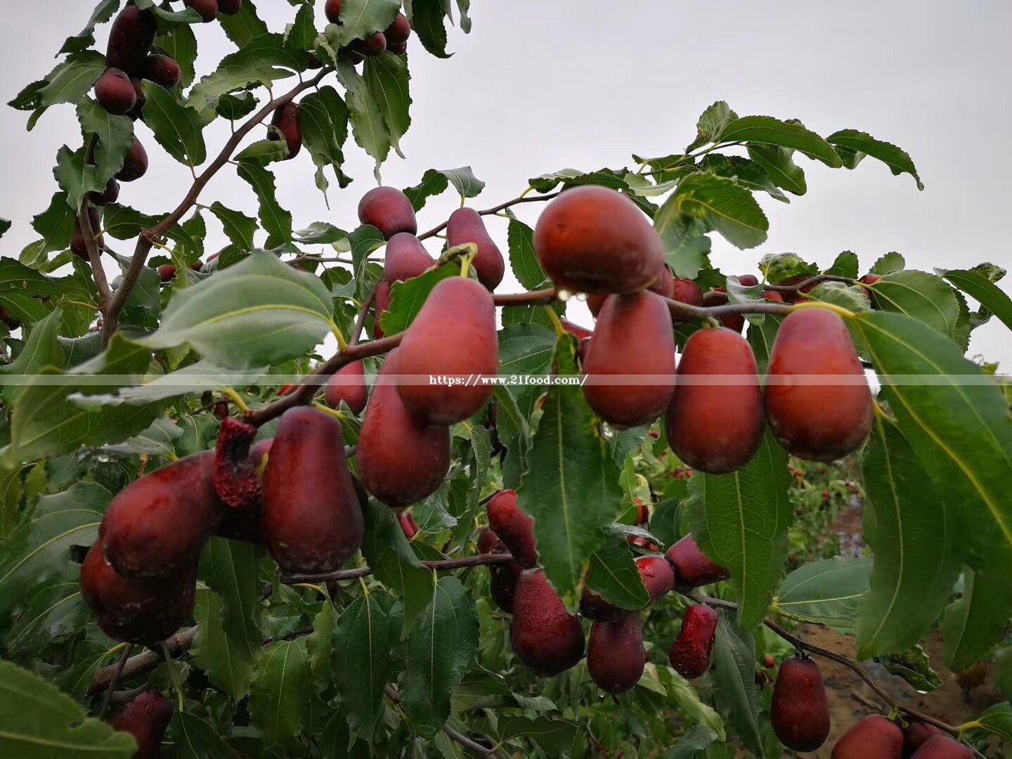Best Price Super Sweet Date Jujube Xinjiang Hetian Red Date Sweet Jujube