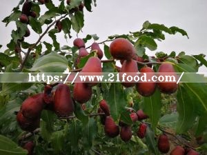 Best Price Super Sweet Date Jujube Xinjiang Hetian Red Date Sweet Jujube