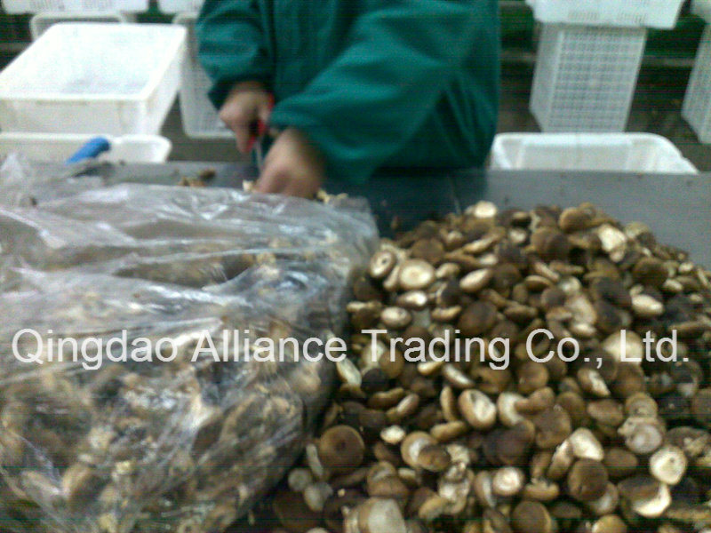 IQF Sliced Shiitake Mushroom with Gap Certificate