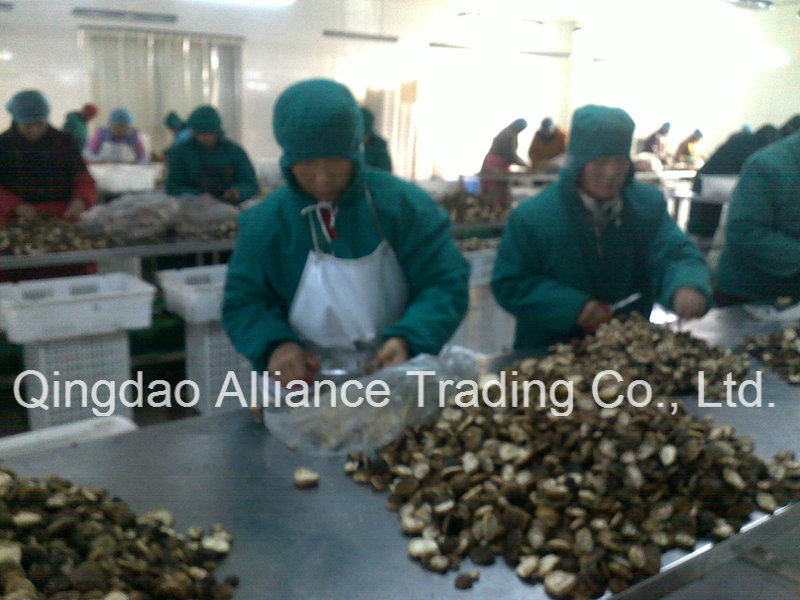 IQF Frozen Mushroom with Brc Certificate