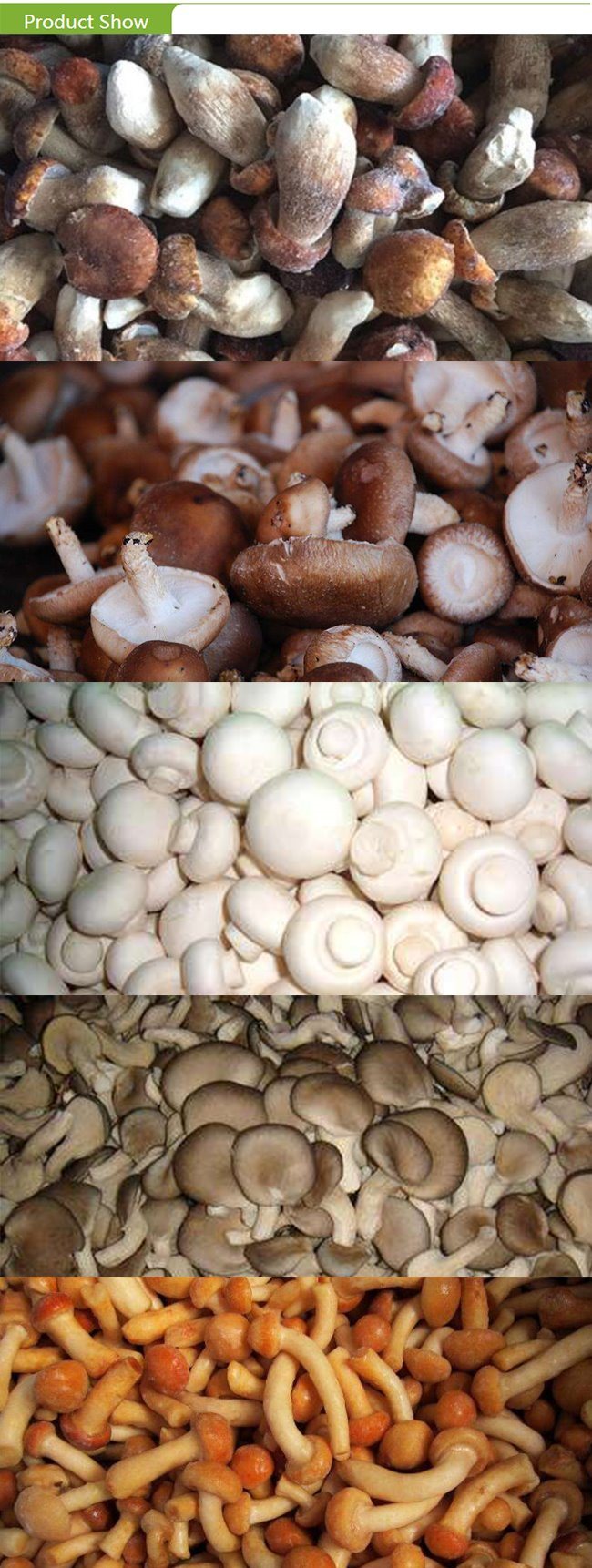 New Crop Frozen Sliced Champignon Mushroom