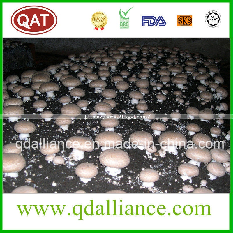IQF Frozen Mushroom with Brc Certificate