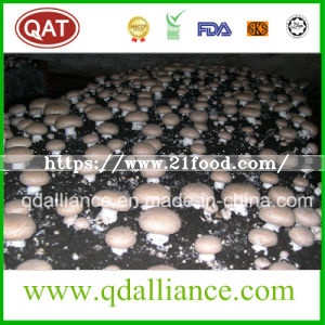IQF Frozen Mushroom with Brc Certificate