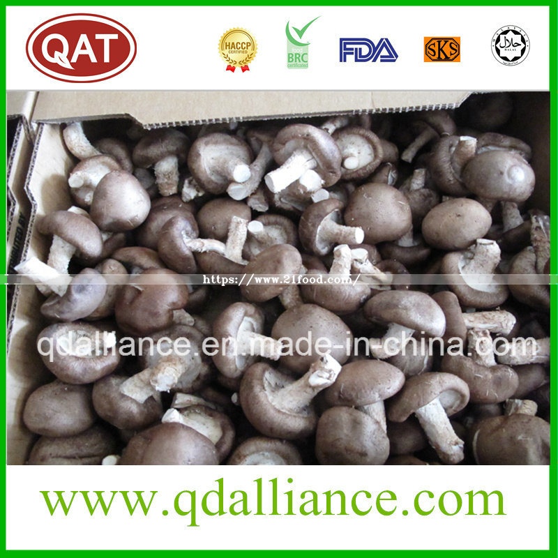 IQF Frozen Mushroom with Brc Certificate