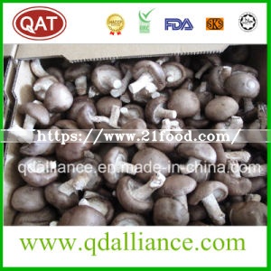 IQF Frozen Mushroom with Brc Certificate