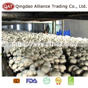 Frozen Whole Champignon Mushroom