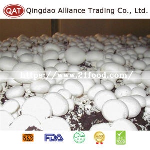 New Crop Frozen Sliced Champignon Mushroom